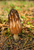 Early Morning Morel