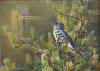 Kirtland's Warbler